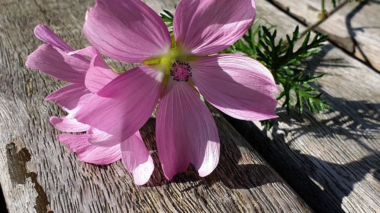 Eine rosa Blume liegt auf einem Holzbrett. Die Blüte hat große, zarte Blätter und leuchtet in der Sonne.