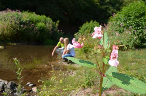Ein ruhiger Fluss mit grünen Ufern und bunten Pflanzen im Vordergrund. Im Hintergrund sind zwei Personen, die am Ufer sitzen und das Wasser betrachten.