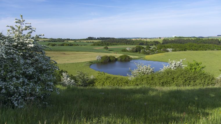 Eine ruhige Landschaft mit grünen Wiesen und einem kleinen Teich. Im Vordergrund blühen Sträucher, und der Himmel ist klar.