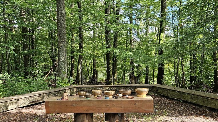Ein Holztisch in einem grünen Wald mit Bäumen ringsherum. Der Boden ist mit Laub bedeckt.