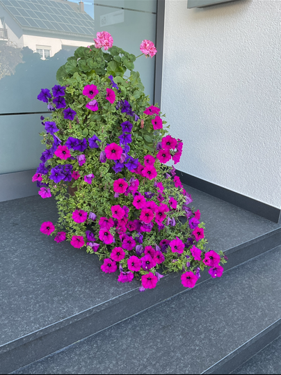 Ein Blumenarrangement mit bunten Petunien in lila und pink blüht an einer Treppe. Die Pflanzen verleihen dem Eingang eine fröhliche und einladende Atmosphäre.
