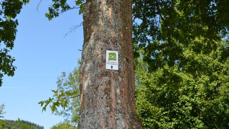Ein Baum mit einer Informationsschild auf der Rinde. Im Hintergrund sind grüne Blätter und ein klarer blauer Himmel zu sehen.