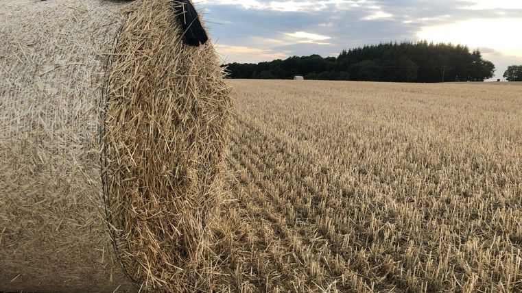 Ein großer Heuballen liegt auf einem trockenen Feld. Im Hintergrund sind Bäume und ein bewölkter Himmel zu sehen.