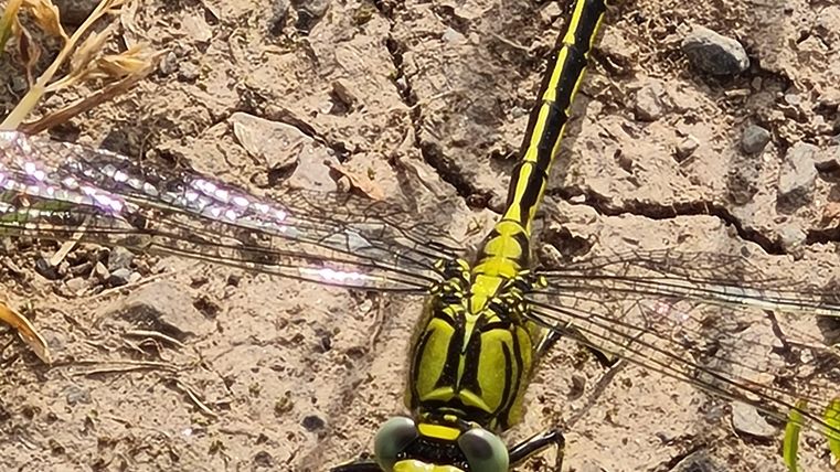 Eine große, grüne Libelle sitzt auf dem Erdboden. Ihre schimmernden Flügel reflektieren das Licht.