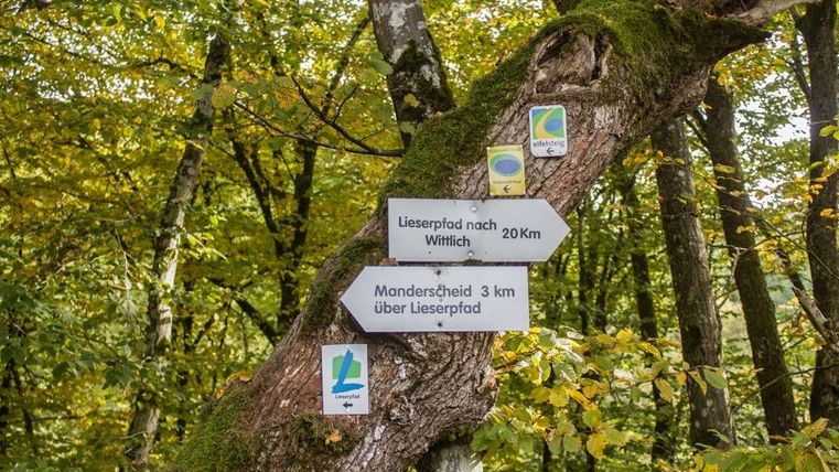 Ein Wegweiser an einem Baum im Wald. Die Schilder zeigen die Richtungen nach Lieserpfad und Monderscheid.