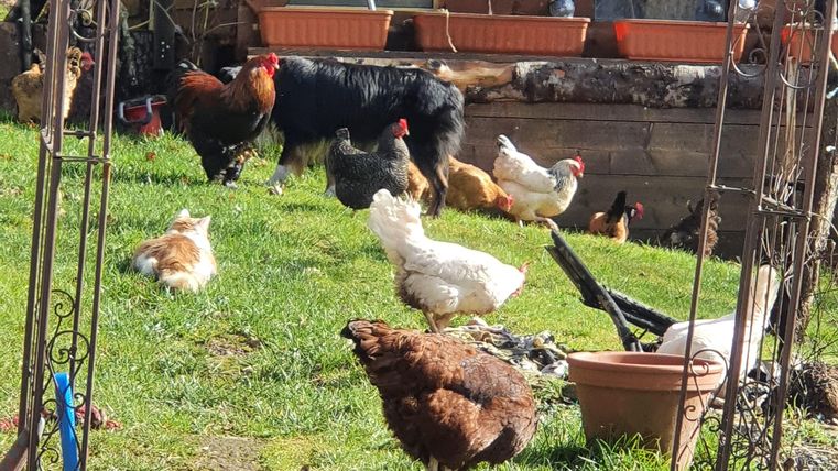 Ein schöner Garten mit verschiedenen Hühnern und einem Hund. Die Tiere laufen auf grünem Gras vor einem Holzhaus.