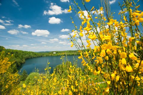 Gelbe Ginsterblüte vor einem Maar