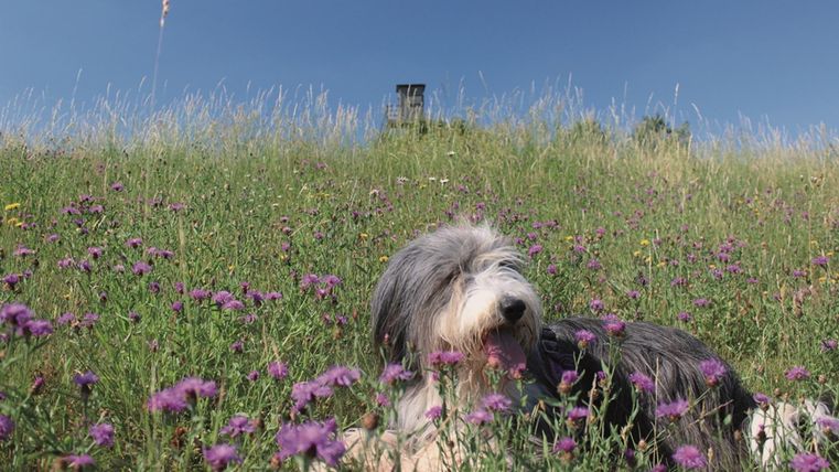 Ein Hund liegt in einem blühenden Feld voller lila Blumen. Der Himmel ist blau und klar.
