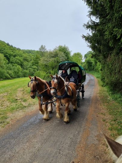 Eine Pferdekutsche mit zwei schweren Pferden fährt auf einem ruhigen Feldweg. Im Hintergrund sind grüne Bäume und sanfte Hügel zu sehen.
