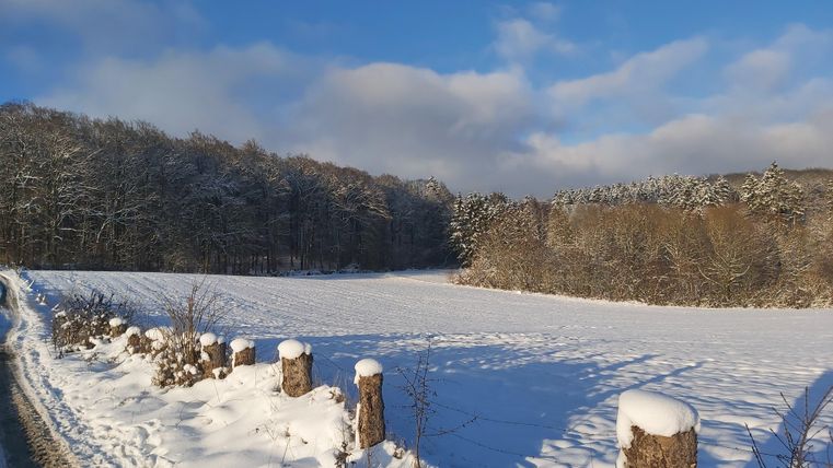 Eine winterliche Landschaft mit einer schneebedeckten Wiese. Im Hintergrund sind Bäume zu sehen, die mit Schnee bedeckt sind, und der Himmel ist blau mit einigen Wolken.