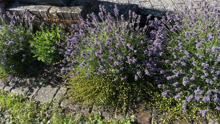Eine Gruppe von Lavendelblüten blüht in voller Pracht. Daneben wächst frisches, grünes Gras und ein gepflasterter Weg ist sichtbar.