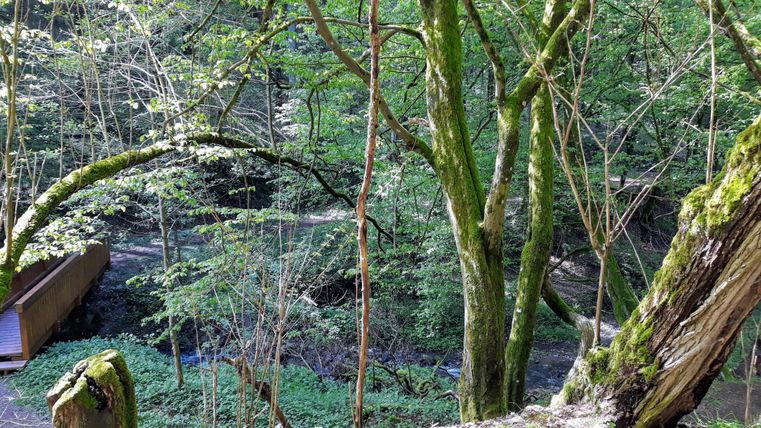 Ein ruhiger Wald mit vielen grünen Bäumen und frischem Laub. Im Hintergrund ist ein schmaler Weg und ein kleiner Bach zu sehen.