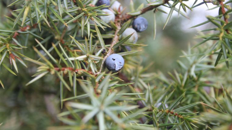 Ein Zweig mit stacheligen Nadeln, auf dem blaue Beeren wachsen. Die Beeren sind klein und rund und heben sich von den grünen Blättern ab.