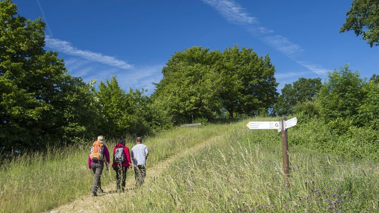Drei Wanderer gehen einen Weg durch eine grüne Wiese. Im Hintergrund sind Bäume und ein blauer Himmel zu sehen.