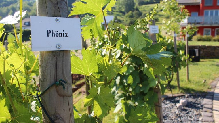 Ein Weinberg mit grünen Reben und einem Schild mit der Aufschrift „Phönix“. Im Hintergrund sind hübsche Häuser und eine hügelige Landschaft zu sehen.