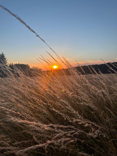 Die Sonne geht über einem Feld mit hohem Gras unter. Der Himmel ist klar und zeigt warme Farben des Sonnenuntergangs.