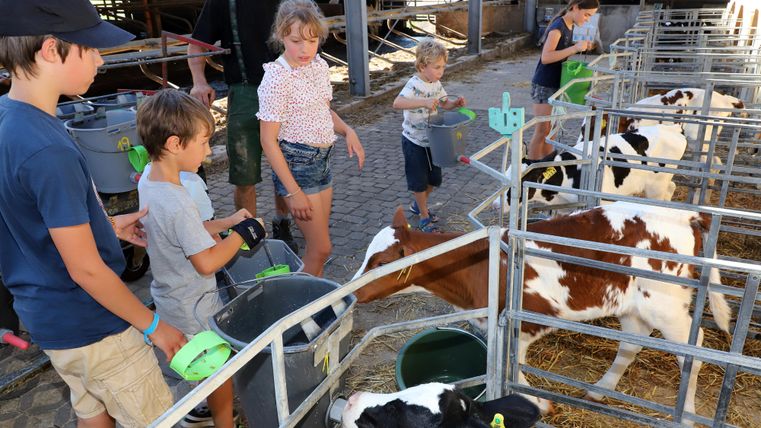 Eine Gruppe von Kindern füttert Kühe in einem Stall. Sie stehen an den Futtertrögen und arbeiten zusammen, während die Kühe neugierig herankommen.