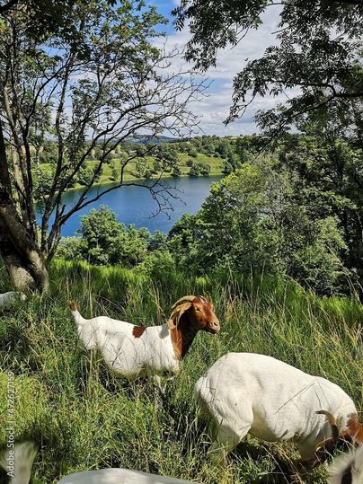Zwei Ziegen grasen in einer grünen Wiese. Im Hintergrund ist ein schöner See und bewaldete Hügel zu sehen.