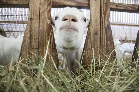 A curious goat looks through the fence into a barn. Fresh hay can be seen in the background.