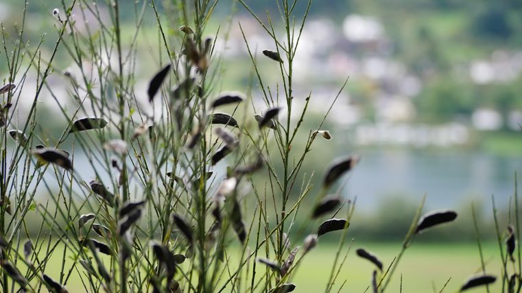 Eine Pflanze mit langen, schlanken Stängeln und Samenkapseln im Vordergrund. Im Hintergrund sind unscharfe Häuser und ein See sichtbar.