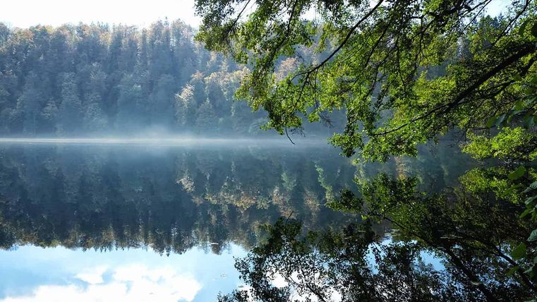 Ein ruhiger See, umgeben von Bäumen und Nebel. Die Spiegelung der Landschaft im Wasser ist klar und friedlich.