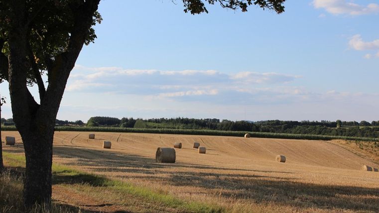 Ein weitläufiges Feld mit Heuballen unter einem blauen Himmel. Im Vordergrund steht ein Baum, der Schatten spendet.