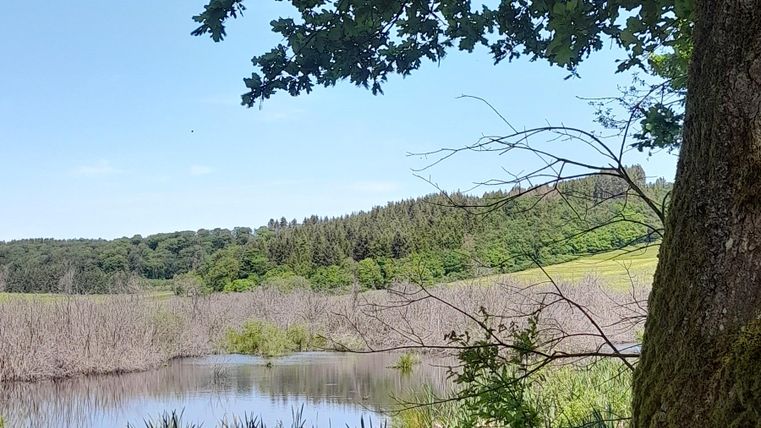 Ein ruhiger Teich umgeben von üppigem Grün und Bäumen. Der klare Himmel lässt die Landschaft hell und einladend erscheinen.