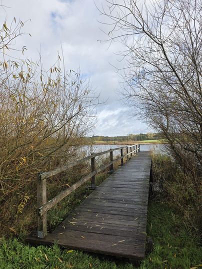 Ein Holzsteg führt durch das Schilf zu einem ruhigen Gewässer. Die Wolken sind teilweise bedeckt, was eine friedliche Stimmung erzeugt.