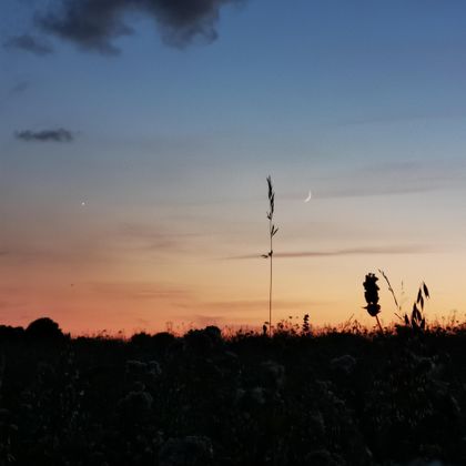 Ein schöner Sonnenuntergang mit sanften Farben und leicht bewölktem Himmel. Im Vordergrund sind Silhouetten von Pflanzen sichtbar.