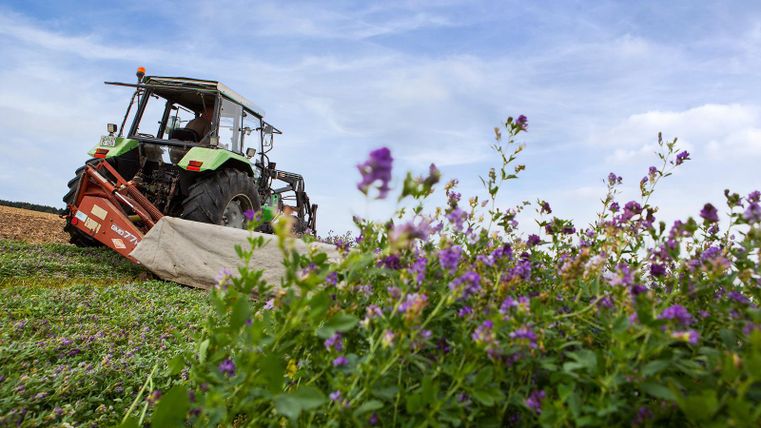 Ein Traktor arbeitet auf einem Feld, umgeben von lila Blumen. Der Himmel ist klar und blau.