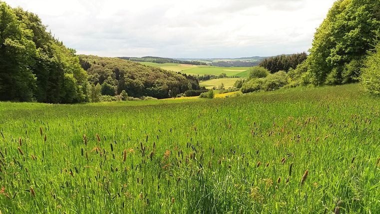 Eine weite Wiese mit grünen Gräsern und sanften Hügeln im Hintergrund. Der Himmel ist bewölkt und die Landschaft wirkt ruhig und friedlich.