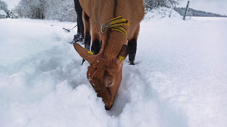 Eine Kuh gräbt im Schnee und sucht nach Futter. Der Winterhintergrund ist mit frischem, weißem Schnee bedeckt.