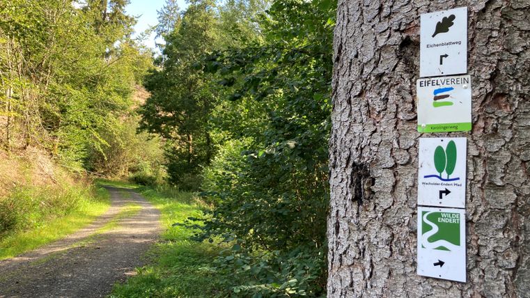 Wegweiser an einem Baum im Wald mit verschiedenen Wanderrouten.
