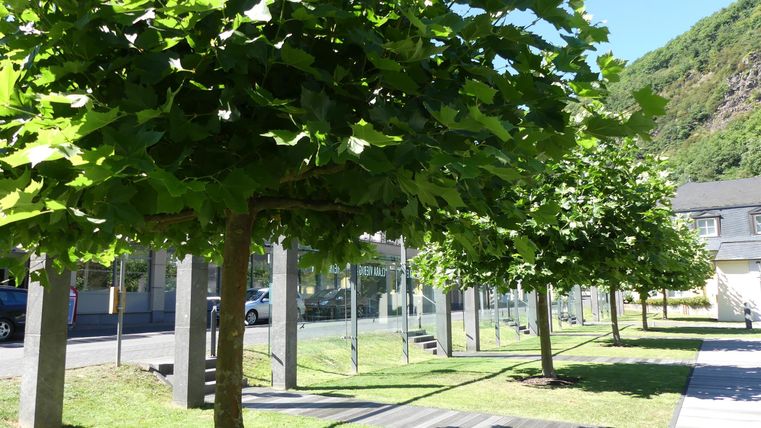 Eine ruhige Allee mit grünen Bäumen und spröden Rasenflächen. Im Hintergrund sind moderne Gebäude sichtbar.