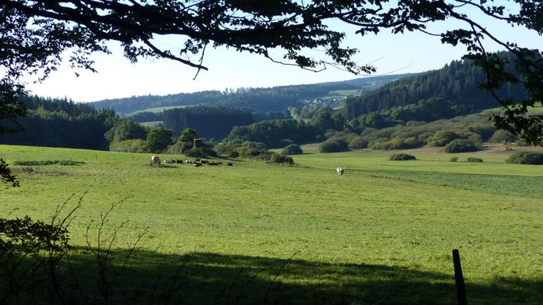 Eine grüne Wiese mit sanften Hügeln im Hintergrund und Bäumen im Vordergrund. Die Landschaft ist ruhig und einladend.