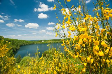 Gelbe Ginsterblüte vor einem Maar