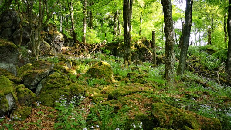 Moosbewachsene Steine im Wald mit Bäumen und grüner Vegetation.