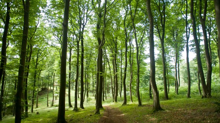 Ein dichter Wald mit hohen Bäumen und einem schmalen Pfad, der durch das grüne Unterholz führt.