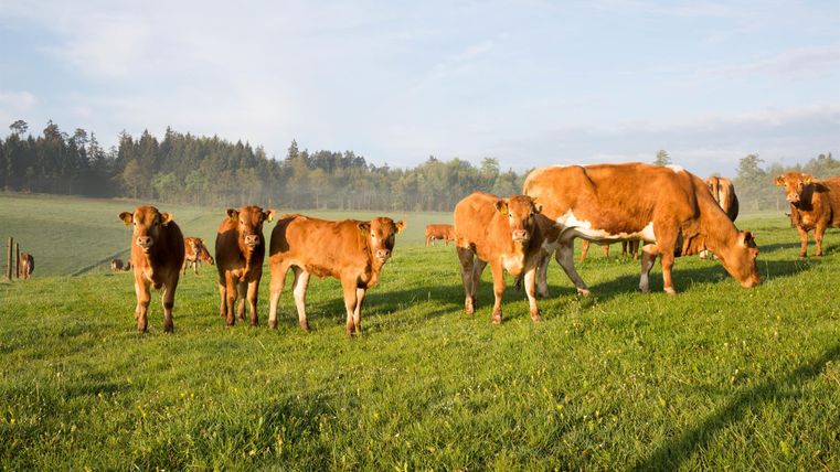 Eine Gruppe von Kühen und Kälbern steht auf einer grünen Wiese. Im Hintergrund sind Bäume und ein klarer Himmel zu sehen.