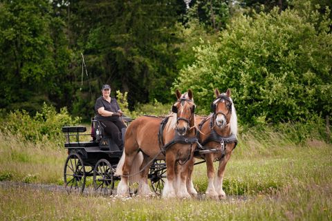 Ein Fahrer sitzt auf einer Kutsche, die von zwei kräftigen Pferden gezogen wird. Die Szene spielt sich in einer grünen Wiese mit Bäumen im Hintergrund ab.