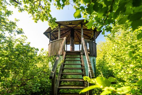 A wooden observation platform surrounded by dense green plants. The stairs to the platform are clearly visible and lead into a quiet, natural environment.