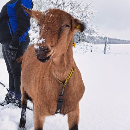 Eine braune Ziege steht im Schnee, während eine Person daneben steht. Der Boden ist mit einer dicken Schneeschicht bedeckt.