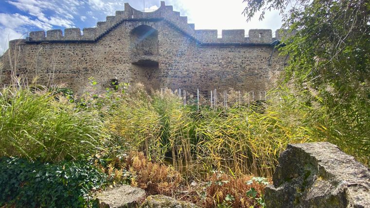 <p>Hohe Stadtmauer Hillesheim unter blauem Himmel und hinter dichten Sträuchern und Steinen.</p>