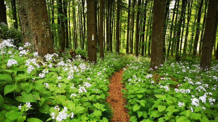 Ein schmaler Waldpfad führt durch blühende Mondviolen im Wald.