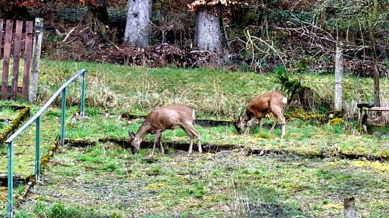 Rehe im Garten sind ein wirklich schöner und faszinierender Anblick! Es ist immer wieder beeindruckend, wenn diese scheuen Tiere den Garten betreten, besonders wenn die Natur in der Nähe ist. Rehe sind im Allgemeinen friedlich und ruhig, und ihre Anwesenheit ist oft ein Zeichen dafür, dass sie in einer natürlichen Umgebung leben. Damit die Tiere weiterhin kommen und sich in unserer neuen Umgebung wohlfühlen, ist es wichtig, sie nicht zu stören.