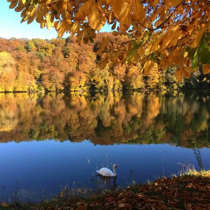 Ein ruhiger See mit herbstlichen Baumfarben spiegelt die Landschaft wider. Ein Schwan schwimmt sanft im Wasser.