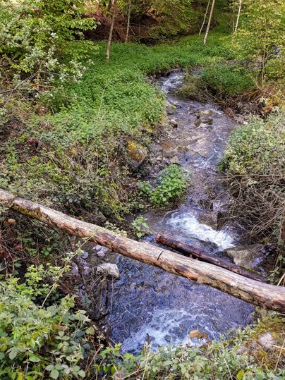 Ein klarer Bach fließt durch eine grüne, bewaldete Landschaft. Über dem Wasser befindet sich ein umgefallener Baumstamm.