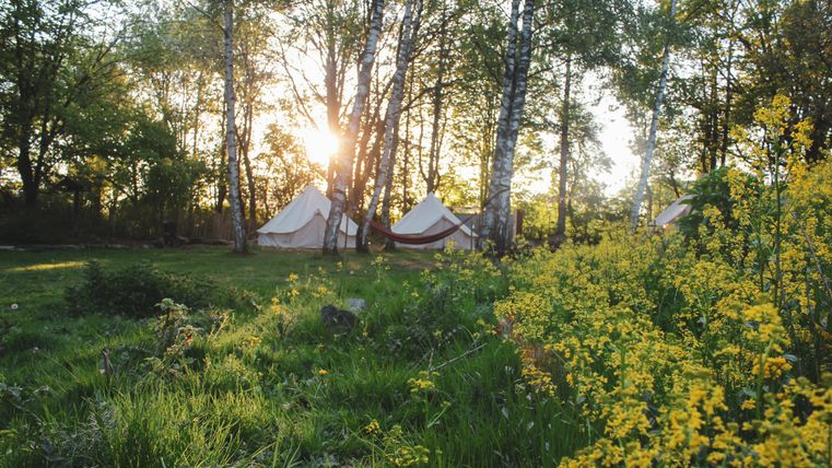 Eine idyllische Campinglandschaft mit Zelten zwischen Bäumen. Im Vordergrund blühen gelbe Blumen im grünen Gras.