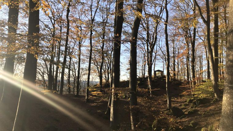 Herbstlicher Wald mit Sonnenstrahlen, die durch die Bäume scheinen. Der Boden ist mit Laub bedeckt, und im Hintergrund sind Felsen zu sehen.