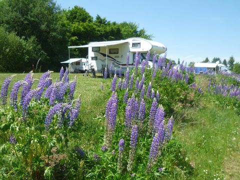 Ein Wohnmobil steht auf einer Wiese, umgeben von lila blühenden Blumen. Im Hintergrund sind Bäume und blauer Himmel zu sehen.